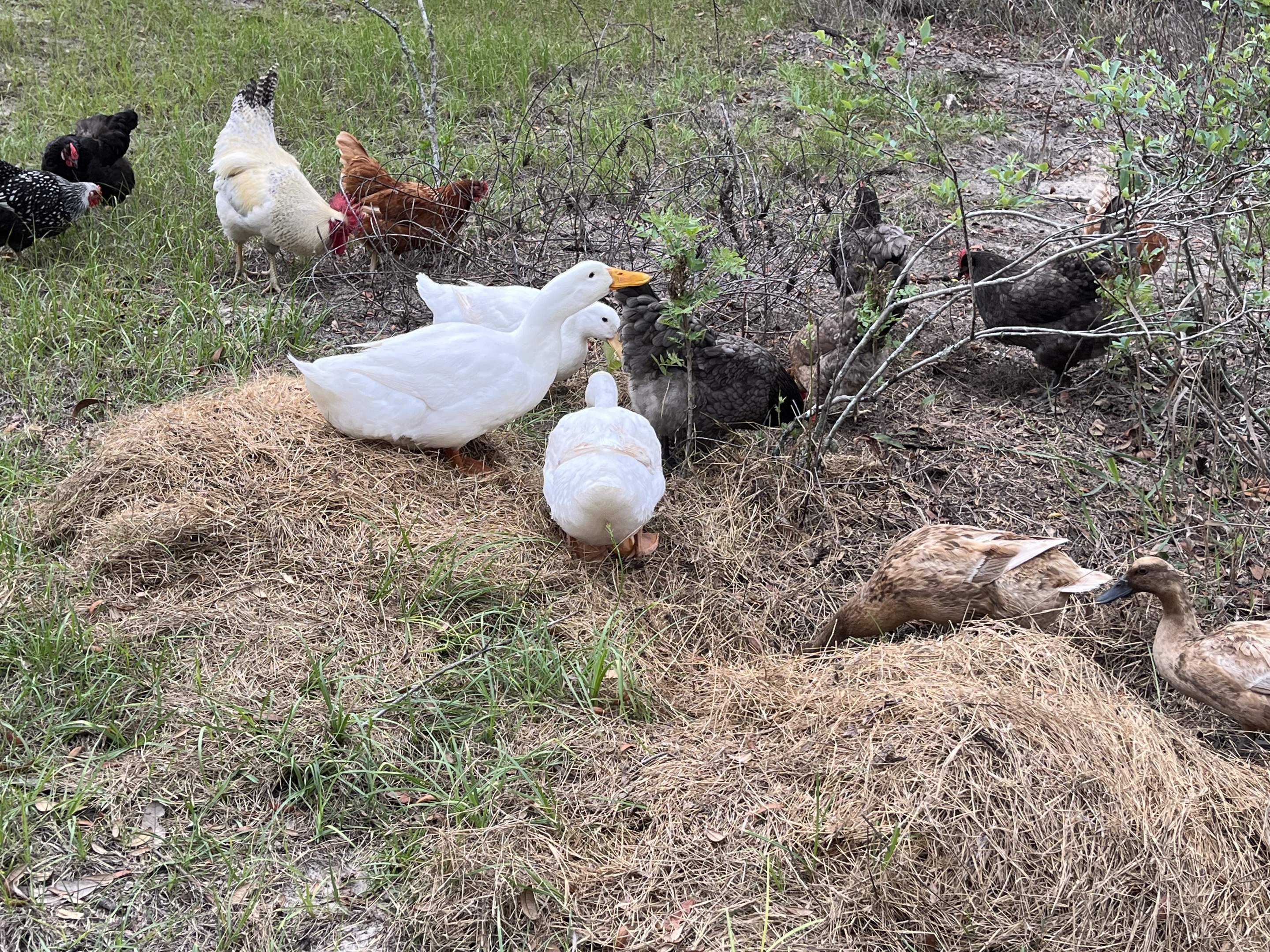 Free ranging
